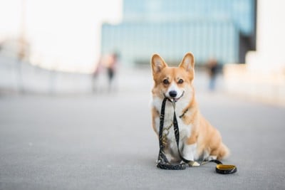 リードをくわえる犬