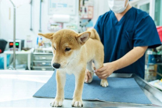 犬の『関節』に問題があるときの仕草や行動５選　痛がっているサインや重症化している症状まで