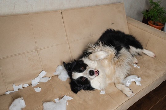 犬がやりがちな『お茶目な行動』3つ　仕草からわかる心理やトラブル予防策まで解説