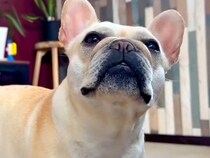 『何かをおねだり』してくる犬→『抱っこ？』と答えた次の瞬間…大正解したあとの『尊すぎる反応』が24万再生「反則…」「飛び跳ねるの可愛い」