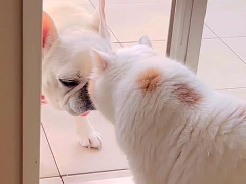 トイレのため、部屋に入りたい犬→通り道にネコがいて…気持ちがすれ違う『コントのような光景』が14万再生「一周してくるの草」「賢いw」