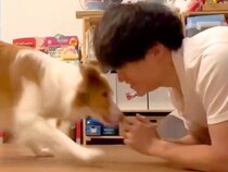 世界一賢い犬種に『ふせ』→『立て』と指示したら、ド忘れしてしまい…予想外すぎる『まさかの体勢』が100万再生「角度がｗｗ」「可愛い」