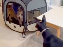 友人に犬を預けたら、映像が送られてきて…状況が理解できない『まさかの光景』が560万再生「可愛いとおもろいの渋滞」「使いこなしてて草」