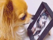 『18歳で亡くなった同居犬の写真』を見つめる犬…涙が止まらない『まさかの光景』が39万再生「ちゃんとわかるんだ」「言葉にならない」と感動