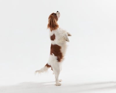 後ろ足で立ち上がる犬