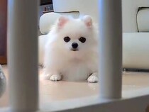 部屋に設置した『見守りカメラ』を見つめる犬→『遠隔で動かしてみた』結果…思った以上のリアクションが225万表示「ずっと見てて可愛すぎｗ」