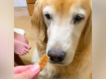 『ヨシ』と言ってもオヤツを食べない大型犬→なぜかと思ったら…涙が出るほど優しい『まさかの配慮』が34万再生「おしとやか」「泣いちゃう」