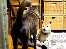 カーペットにイタズラする犬を発見→叱ろうとしたら、同居犬が来て…涙が出るほど『健気な行動』が148万再生「優しい…」「心打たれた」と感動