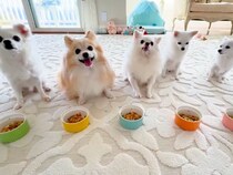 並んでごはんを待つ5匹の犬→食べようとしたら…想定外だった『まさかの展開』が23万表示「めっちゃ笑った」「え…？って顔が可愛い」と絶賛