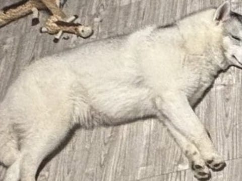 少しだけ目を離した隙に、ハスキー犬が『おもちゃ箱にイタズラ』していて…悲劇的な光景に3万いいね「被害者みたいで草」「満足げな顔ｗｗ」