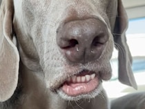 車の後部座席に座っていた犬が『くしゃみ』を出そうとして…まるで人間のような『表情』に1万いいね集まる「面白い顔ｗｗ」「お笑い犬」と絶賛