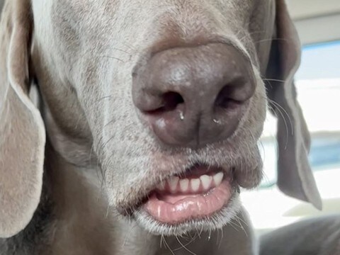 車の後部座席に座っていた犬が『くしゃみ』を出そうとして…まるで人間のような『表情』に1万いいね集まる「面白い顔ｗｗ」「お笑い犬」と絶賛