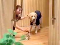 初めて『リングドッグ』に任命された大型犬→結婚式場のドアが開いた瞬間…想像以上の『お仕事っぷり』が186万再生「最高」「サービス満点」