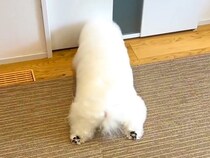 2日間、家に帰ってこなかった2人のお兄ちゃん→『帰ってくるよ』と犬に伝えた結果…『全身で愛を伝える光景』思わず感動「絆の深さを感じる」