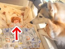 寝ている赤ちゃんを『人形にすり替えた』結果→大型犬たちがベッドに近付き…想定外の展開で見せた『尊い反応』が10万再生「純粋で賢い」と絶賛