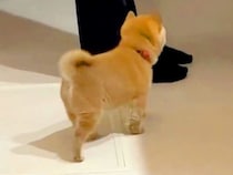 台所で料理をしていたら『赤ちゃん犬』が近づいてきて…守りたくなる『生まれて初めてのハプニング』が36万再生「たまらん」「愛おしい」と悶絶