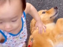 小さな男の子が大型犬と触れ合ってる時に『転んでしまった』結果…あまりにも尊い『ごめんなさい』に反響「間違いなく喋ってる」「もはや人間」