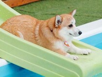 初めてウォータースライダーに挑戦した『短足の犬』→あまりにも可愛い『ジャンプの瞬間』が100万表示「芸術点満点」「美しい…」と反響