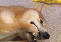 執拗に前足を気にする犬→心配で病院へ連れて行った結果…『まさかの診断結果』に11万いいね「気持ち分かるｗ可愛いｗ」「怪我なくてよかった」