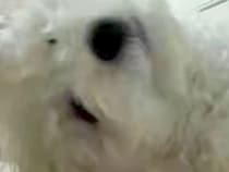 犬に『カメラ越し』に話しかけると、なぜかいつも…思わず笑ってしまう『ホラーのような光景』に3万いいね集まる「目がデカい化け物かとｗ」