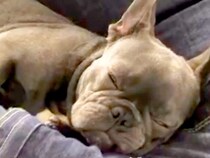 『生後3ヵ月で3度も売られた犬』と出会った男性→運命を感じて飼い始め…素敵すぎる『絆を感じる物語』が19万再生「愛があふれすぎてる」