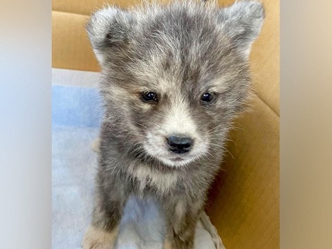 『こんなにも小さかった秋田犬の赤ちゃんが…』4年後→衝撃的な『オオカミのような現在』に反響「かっこいい」「たまらん」「可愛すぎ」と絶賛