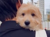 軽々と抱えられる大型犬の赤ちゃん→10ヶ月後…大きくなっても『赤ちゃんすぎる光景』が可愛すぎると14万再生「バブみ強いｗ」「愛されてる」