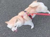 2匹の犬を散歩に連れて行った結果…どうすればいいかわからない『正反対すぎる行動』に5万いいね集まる「引き裂かれるｗ」「体が2つ必要」