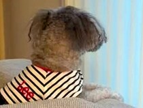 『飼い主を亡くした犬』を引き取った結果→いつも窓際で…涙腺崩壊する『切ない光景』が23万再生「大事に育てられたんだね」「幸せになって」