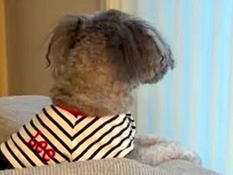 『飼い主を亡くした犬』を引き取った結果→いつも窓際で…涙腺崩壊する『切ない光景』が23万再生「大事に育てられたんだね」「幸せになって」