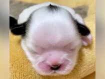 『誰が想像できた？』スヌーピーカラーの赤ちゃん犬→予想できなかった『まさかの成長過程』に1万いいね「全部可愛い」「2度美味しい」と絶賛