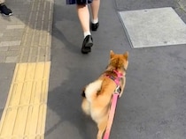朝の散歩が嫌いな犬→偶然『通学途中の娘と遭遇した』結果…家族愛を感じる『想定外の行動』が95万再生「尊い…」「学校行きたくなくなる」