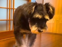 くしゃみをしそうな犬→『なぜか近づいてきた』と思ったら…迷惑すぎる『まさかの行動』が19万再生「溜めてるの可愛すぎｗ」「水しぶき感じた」