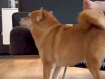 大嫌いなお風呂を頑張った犬→『ご褒美』を貰おうとして…あまりに愛おしい『まさかの妥協案』が67万再生「労働力ゼロで草」「足でいいんだｗ」