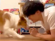 世界一賢い犬種に『ふせ』→『立て』と指示したら、ド忘れしてしまい…予想外すぎる『まさかの体勢』が100万再生「角度がｗｗ」「可愛い」