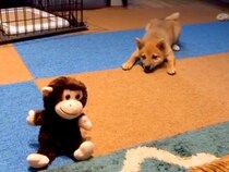 『声に反応するおもちゃ』に大興奮の赤ちゃん犬→5年後…思わず吹き出す『現在の光景』が32万再生「前足がｗｗ」「一生見てられる」と絶賛