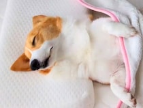 『朝が弱い犬』を起こした結果→お布団をめくると…寝起きに見せた『尊すぎる仕草』に1万いいね集まる「スヤァ…」「中に人間入ってる？」と絶賛