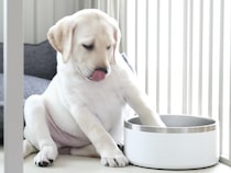 生後2ヶ月の子犬の前に『水飲みボウル』を置いてみた結果…『赤ちゃん過ぎる仕草』に1万いいね「たまらん…」「可愛すぎて寿命延びた」と悶絶