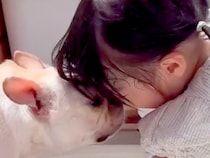 手術をした1歳の女の子→2週間ぶりに『犬と再会した』結果…あまりにも尊い『感動のおかえりなさい』が9万再生「うるっとした」「いい笑顔」