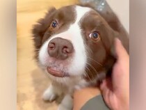 妻が実家に帰ってしまうので、犬に『寂しいから引き止めて』とお願いした結果…あまりにも健気な『尊い行動』が8万再生「めっちゃ可愛い…」