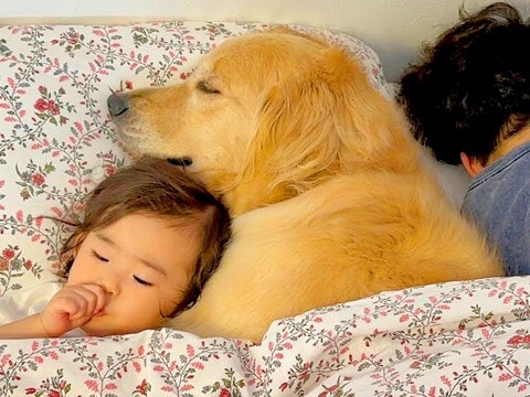 女の子とパパが寝ようとしたら、大型犬も『一緒に寝たい』とおねだりしてきて…少し切ない『まさかの光景』が33万再生「パパw」「愛溢れてる」