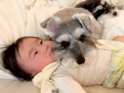 赤ちゃんの頃から犬と寝ている女の子→まるで『本当の姉妹』のようで…大きくなるまでの記録が尊すぎると96万再生「優しい子に育つぞ」と反響