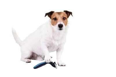 爪切りとジャックラッセルテリア