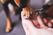 愛犬の『爪切り』を上手に行う5つのコツ　安全にカットする秘訣と嫌がるときの対処法も解説