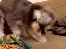 ソファーを夢中で掘る犬に『止めてもらえる？』と注意したら、次の瞬間…人間みたいな『表情』が12万再生「めっちゃ困ってて草」「可愛すぎｗ」