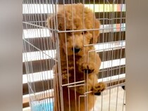 『こんなに可愛い赤ちゃん犬が…』8ヶ月後→信じられない『衝撃のビフォーアフター』が16万再生「犬型の人で草」「力が欲しいかって言いそう」