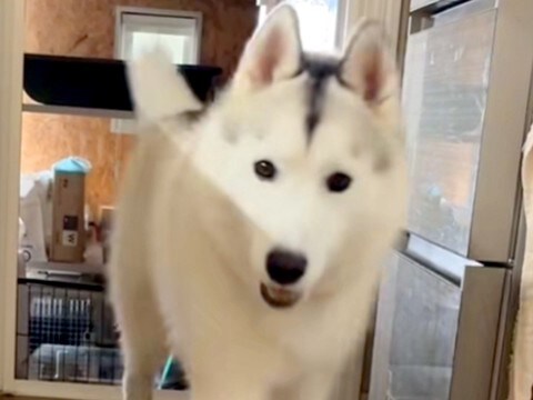 大型犬の3匹に『おいで』と声をかけた結果→子犬と成犬がきて…わかりやすすぎる『態度の違い』が11万再生「ぬんって感じｗ」「人間と一緒」