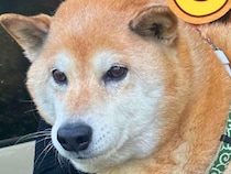 散歩でよく会う『柴犬を連れたおばあちゃん』→同じ『柴犬仲間』だと思っていたら…まさかの一言に爆笑「面白すぎる」「衝撃ｗｗ」と24万表示