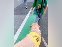 『元盲導犬訓練生』が通学路をパトロール→下校中の小学生たちが駆け寄ってきて…あまりにも『微笑ましい光景』に反響「癒やしの時間」「人気者」