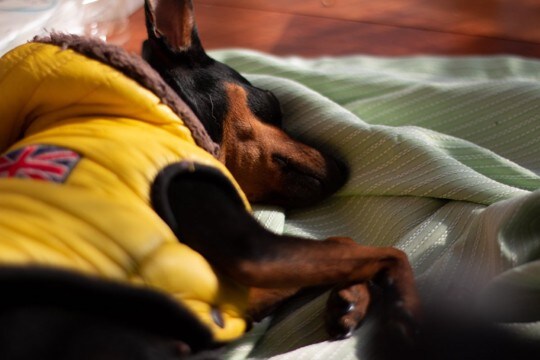 犬の『元気がなくなってしまう』原因５選　急に動かなくなる理由や考えられる病気まで